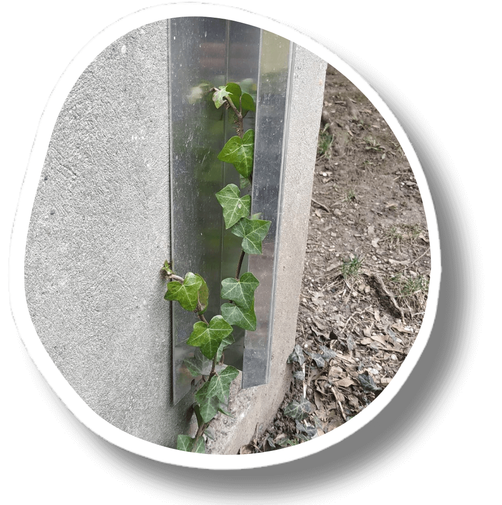 Efeu klein Climber Manager - Kletterpflanzen Rankhilfe