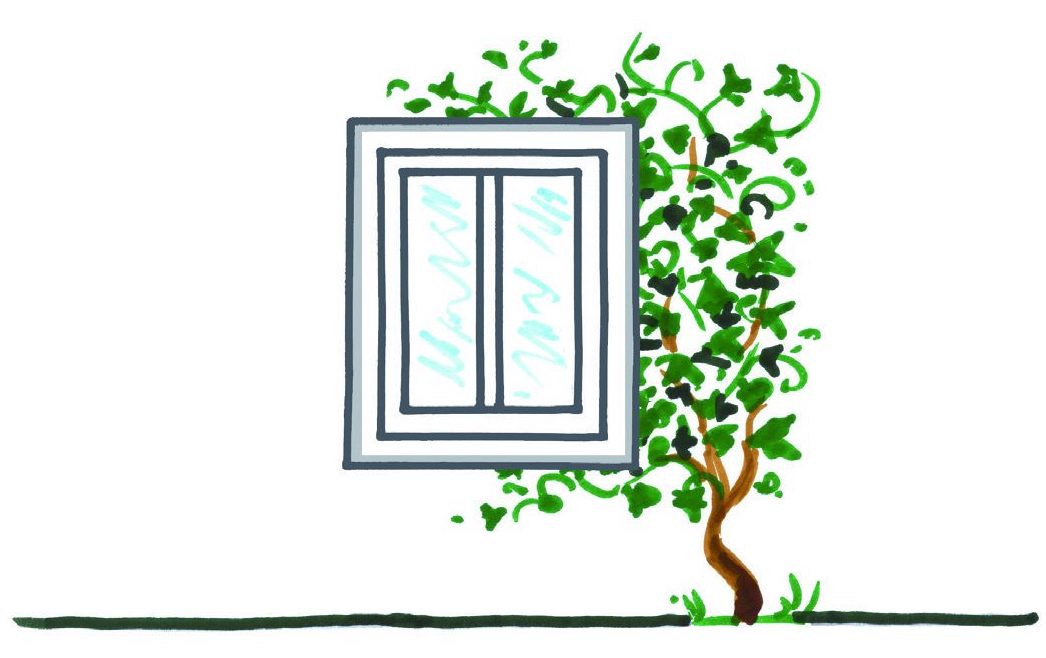 illu_1_web Fassadenbegrünung Rankhilfe