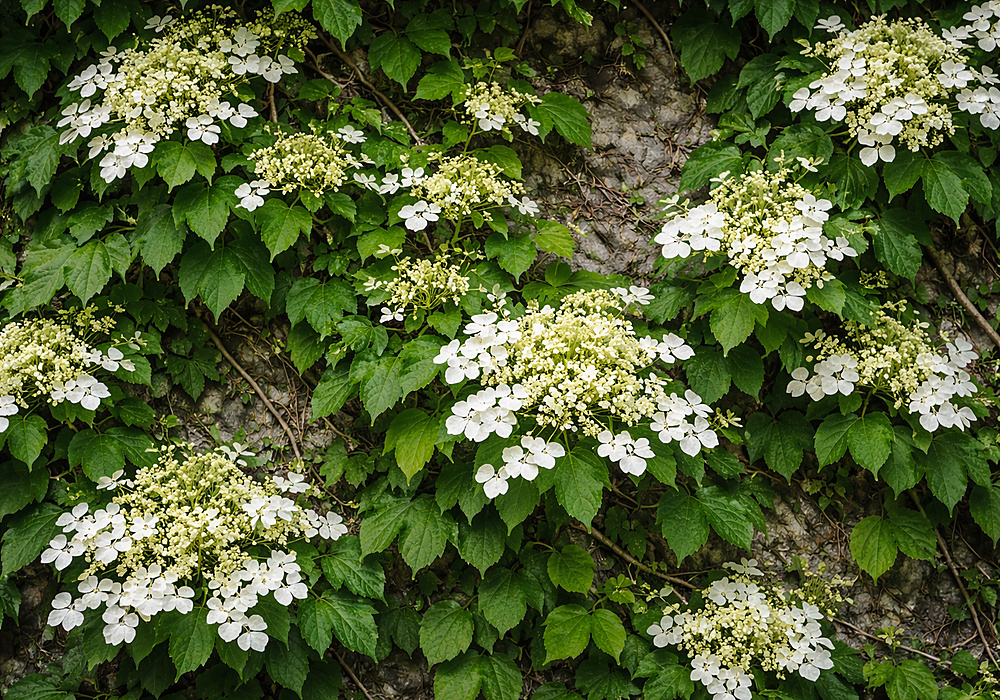Kletterhortensie als Fassadenbegrünung mit weißen Blüten